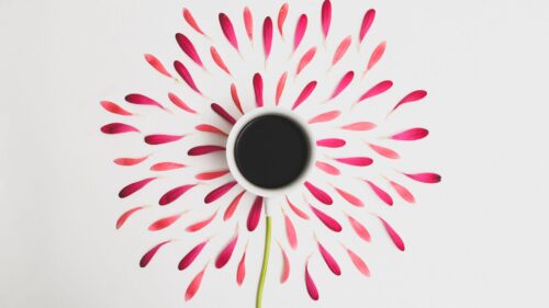 Flower, Cup, Petals, Minimalism Desktop Wallpapers Free Download