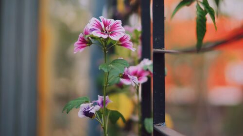 Flower, Decoration, Garden HD Wallpapers Free Download