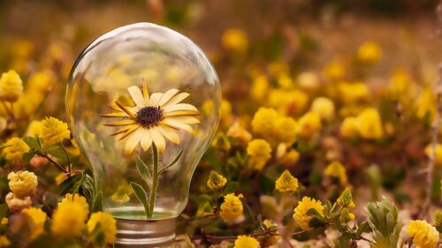 Flower, Lamp, Petals HD Wallpapers Free Download