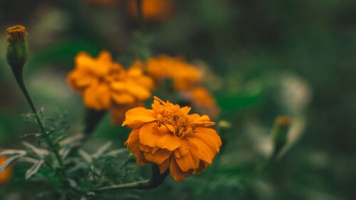 Flower, Orange, Macro HD Wallpapers Free Download