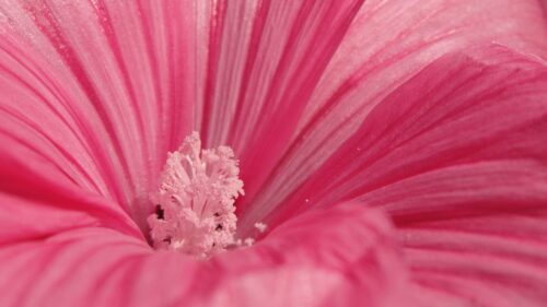 Flower, Petals, Pollen HD Wallpapers Free Download