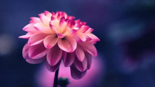 Flower Pink, Petals, Bud, Close Up HD Wallpapers Free Download