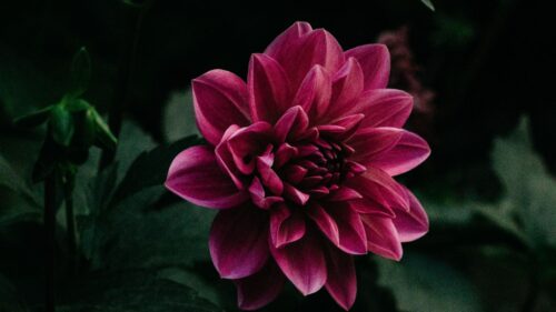 Flower, Purple, Bud HD Wallpapers Free Download
