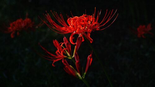Flower, Red, Plant HD Wallpapers Free Download