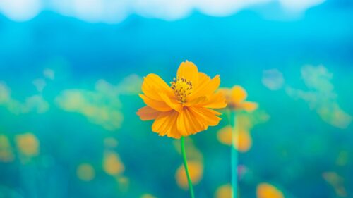 Flower, Yellow, Delicate HD Wallpapers Free Download