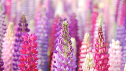 Flowers, Beautiful, Petals HD Wallpapers Free Download