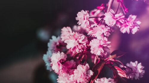 Flowers, Bloom, Branch HD Wallpapers Free Download