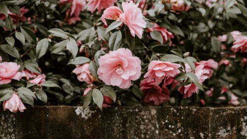 Flowers, Bush, Bloom HD Wallpapers Free Download