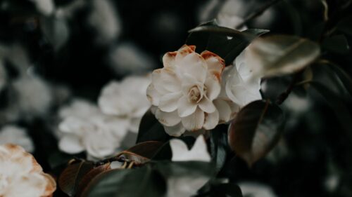 Flowers, Bush, Plant HD Wallpapers Free Download
