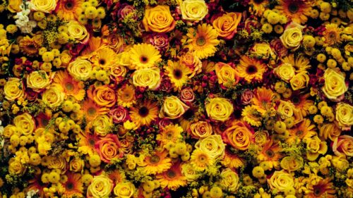 Flowers, Composition, Floral HD Wallpapers Free Download