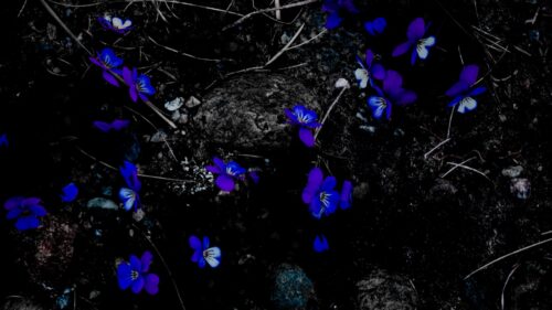 Flowers, Contrast, Stones HD Wallpapers Free Download