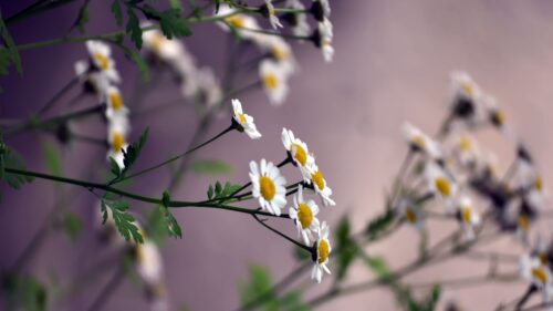 Flowers, Daisies, Blurring HD Wallpapers Free Download