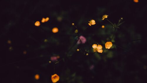 Flowers, Field, Dark HD Wallpapers Free Download