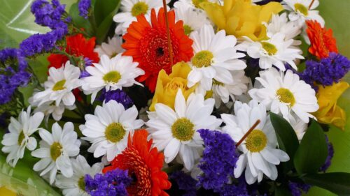 Flowers, Flower, Flora HD Wallpapers Free Download