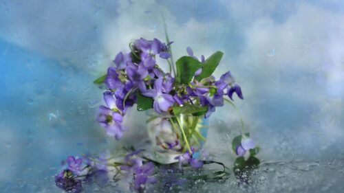 Flowers, Glass, Petals HD Wallpapers Free Download