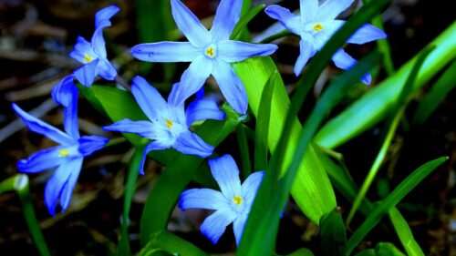Flowers, Grass, Flora HD Wallpapers Free Download