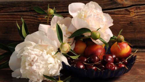 Flowers, Peonies, Cherry, Nectarine HD Wallpapers Free Download