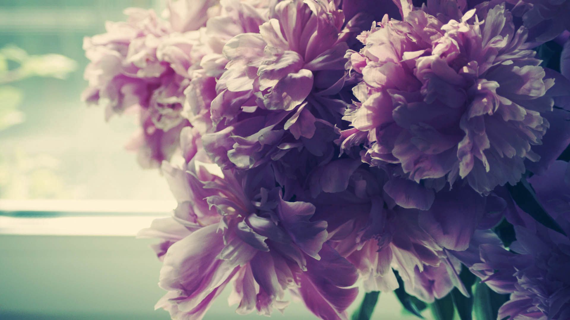 Flowers, Peonies HD Wallpapers Free Download - Desktop Wallpapers