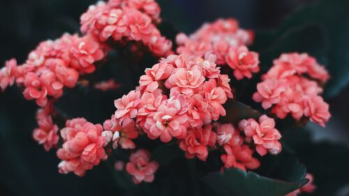 Flowers, Pink, Bloom HD Wallpapers Free Download