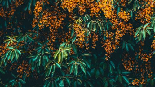 Flowers, Tree, Bloom HD Wallpapers Free Download