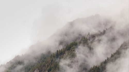 Fog, Spruce, Trees HD Wallpapers Free Download