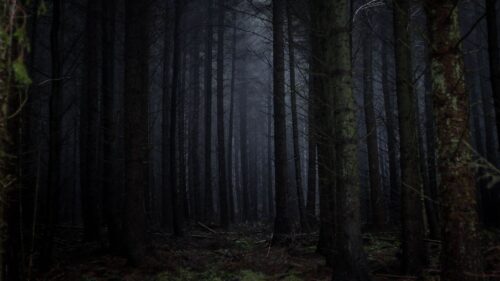 Forest Fog Dark Wallpapers For Desktop