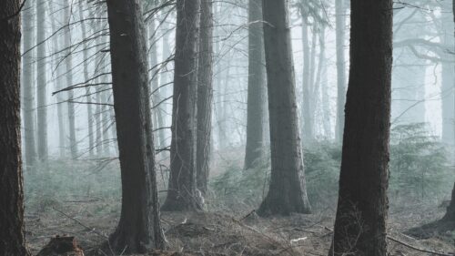 Forest, Fog, Pine Wallpapers For Desktop