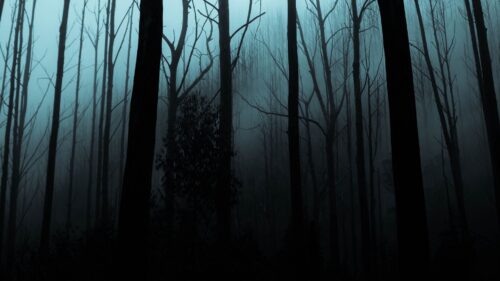 Forest, Fog, Trees Wallpapers For Desktop
