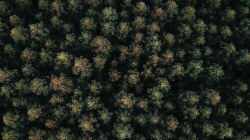 Forest Green, Aerial View Wallpapers For Desktop