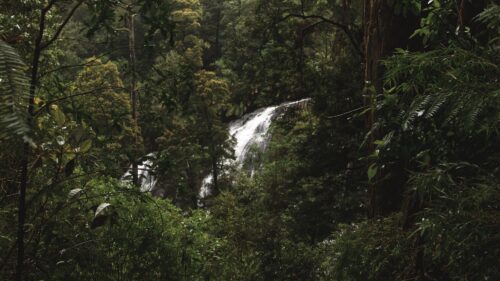 Forest, Jungle, Waterfall Wallpapers For Desktop