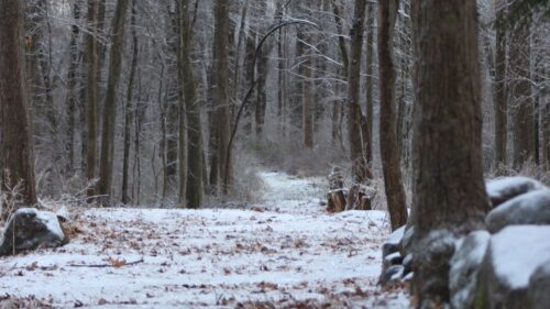 Forest, Path, Snow Wallpapers For Desktop