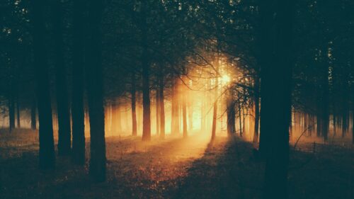 Forest, Sunlight, Fog Wallpapers For Desktop