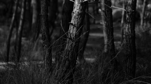 Forest, Trees, Bw Wallpapers For Desktop