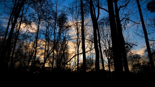 Forest, Trees, Dark Wallpapers For Desktop