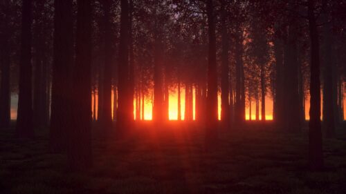 Forest, Trees, Shine Wallpapers For Desktop