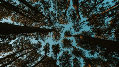 Forest, Trees, Sky Wallpapers For Desktop (2)