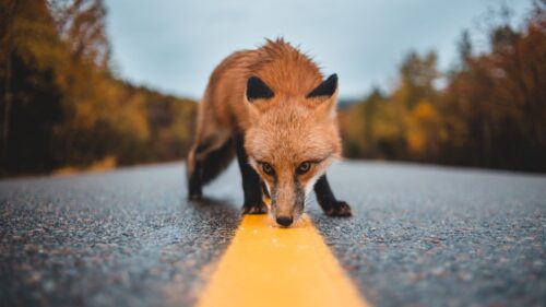 Fox, Asphalt, Markup HD Wallpapers For Desktop