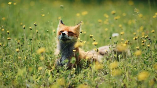 Fox, Cute,Flowers HD Wallpapers For Desktop