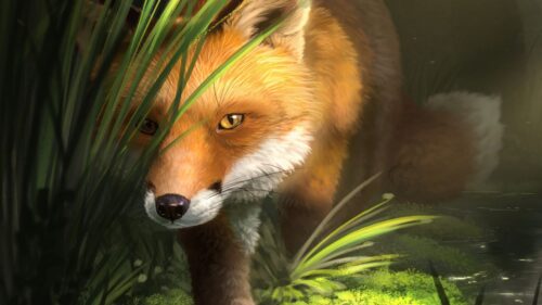 Fox, Grass, Art HD Wallpapers For Desktop