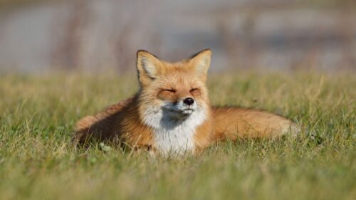 Fox, Grass, Lie HD Wallpapers For Desktop