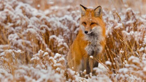 Fox, Grass, Snow, Sit, Hunting HD Wallpapers For Desktop