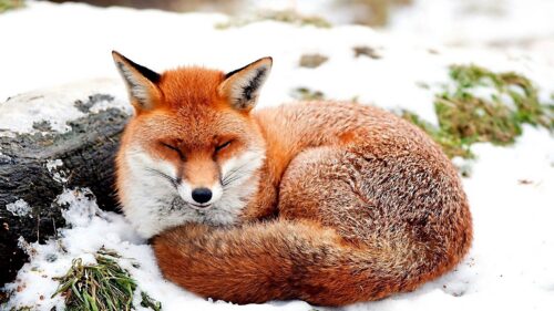 Fox, Snow, Lying HD Wallpapers For Desktop