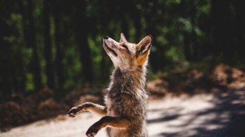 Fox, Standing, Predator HD Wallpapers For Desktop