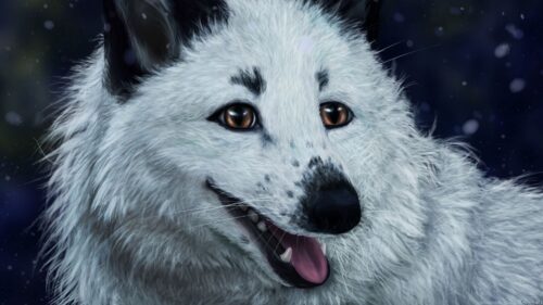Fox, White, Protruding HD Wallpapers For Desktop