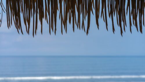 Fringe, Leaves, Sea HD Wallpapers For Desktop