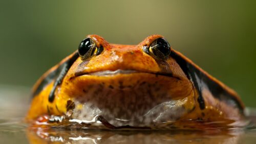 Frog, Toad, Eyes HD Wallpapers For Desktop