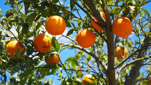 Fruit Orange, Tree, Citrus Wallpapers Download For Your Device