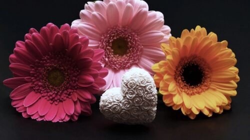Gerbera, Flower, Heart, Valentines, Day HD Wallpapers For Desktop