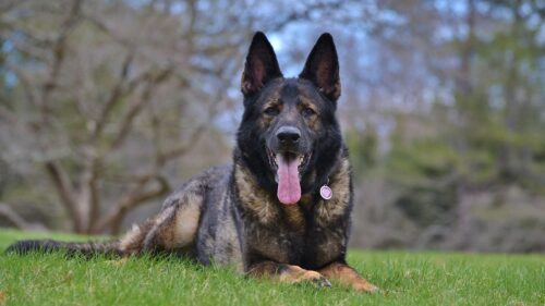German Shepherd, Protruding, Tongue HD Wallpapers For Desktop