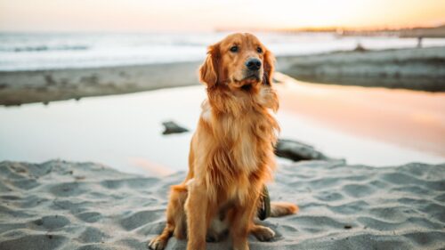 Golden, Retriever, Dog, Sits, Blur Desktop HD Wallpapers Free Download